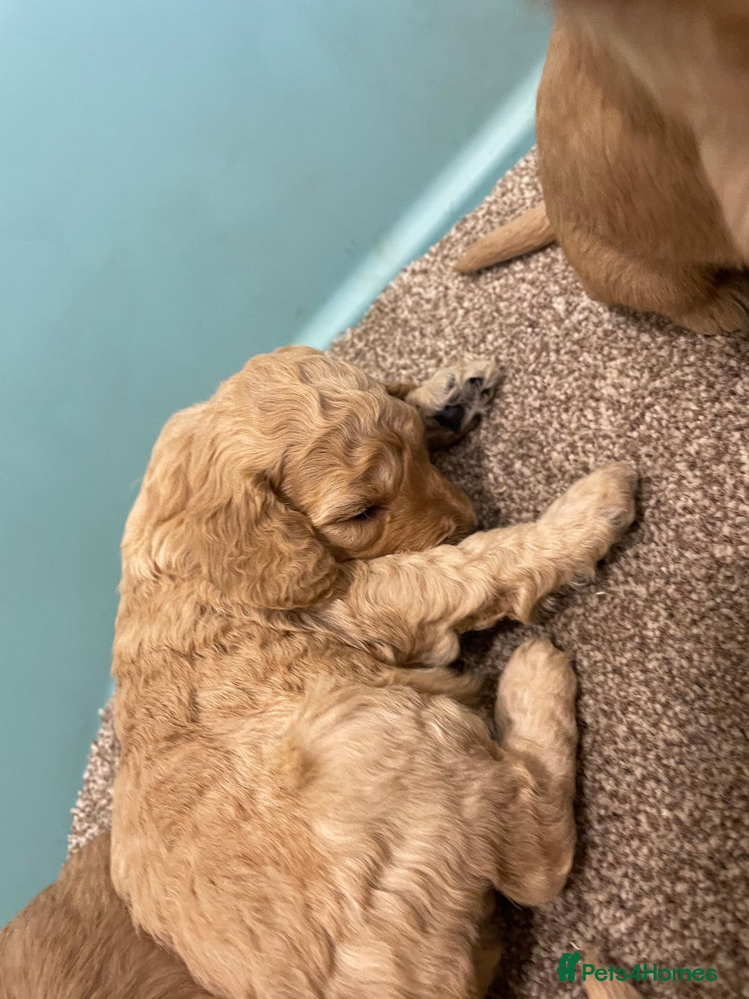 Cockapoo dogs for sale: P,r,a clear f1 cockpoo - Advert 25