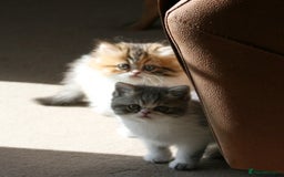 Exotic cats for sale: Beautiful Exotic Pedigree Kittens - Image 3