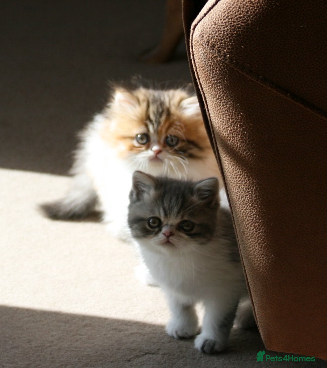 Exotic cats for sale: Beautiful Exotic Pedigree Kittens - Image 3