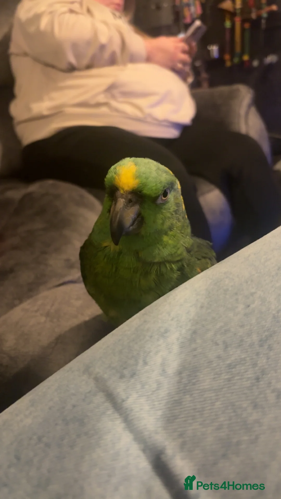 Parrots birds for sale: Yellow nape amazon - Advert 2