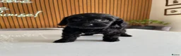 Cockapoo dogs for sale: Thick Coated Tiny Toy Cockapoo Puppies READY SOON! - Advert 15