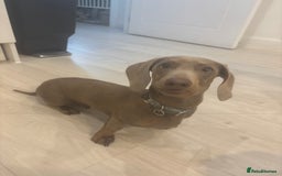 Miniature Dachshund dogs for sale: Loving 8 month boy Isabella KC Reg Mini Dachshund - Image 9