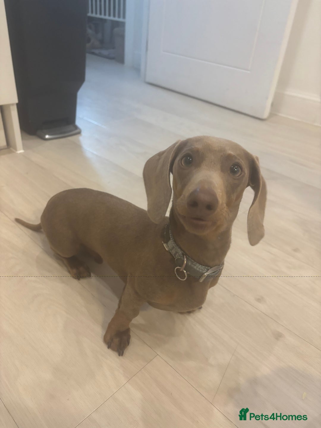 Miniature Dachshund dogs for sale: Loving 8 month boy Isabella KC Reg Mini Dachshund - Image 9