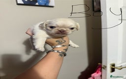 Pug dogs for sale: fluffy pug puppies  - Advert 11