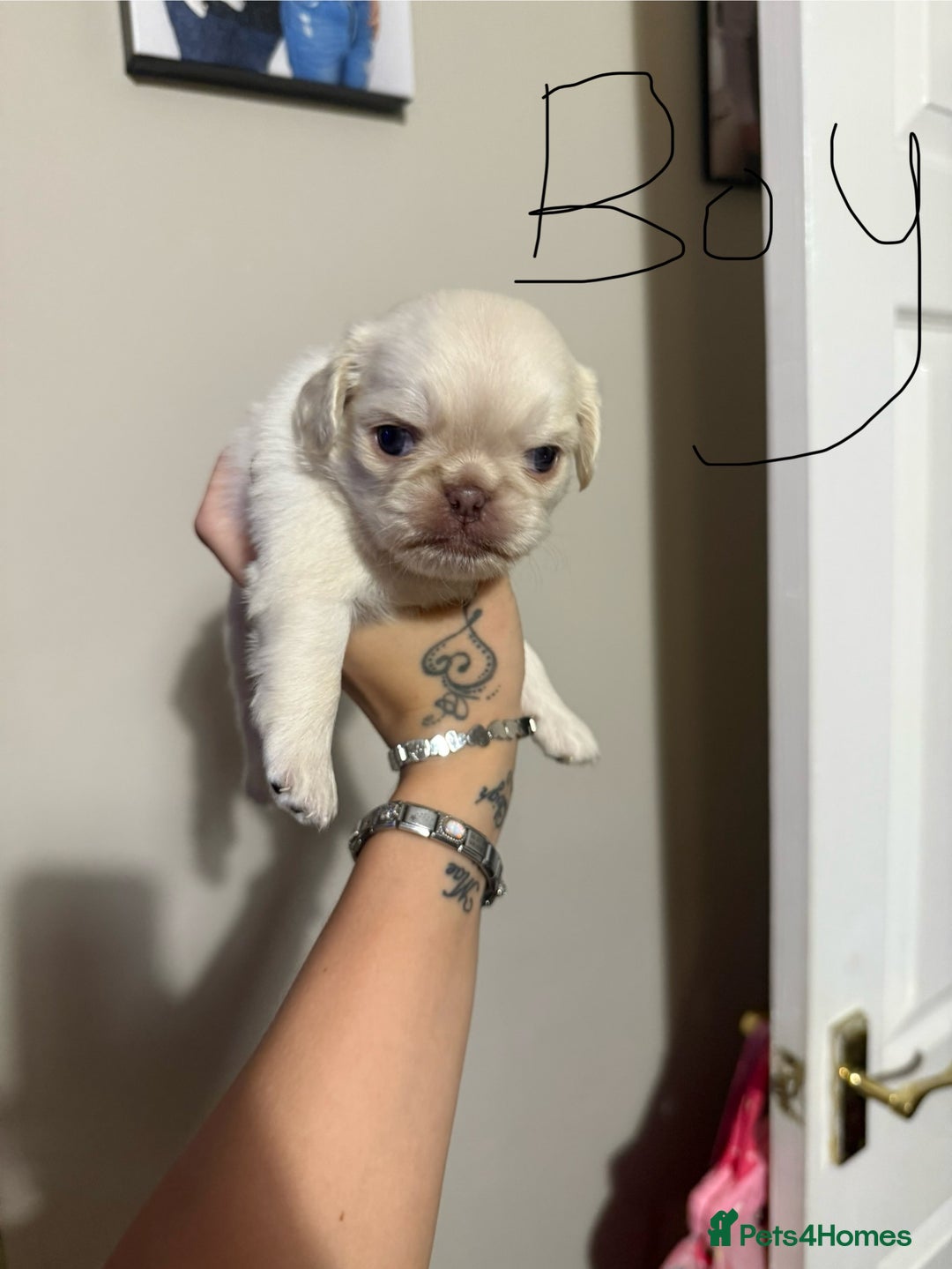 Pug dogs for sale: fluffy pug puppies  - Advert 11