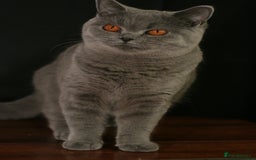 British Shorthair cats for sale: British Shorthair adult female  - Image 6