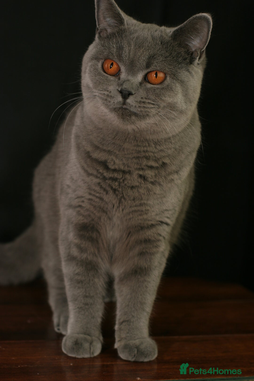 British Shorthair cats for sale: British Shorthair adult female  - Image 6