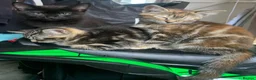 Mixed Breed cats for sale: 10 week old Maincoon cross Tabby kittens  in Bolton - Advert 16