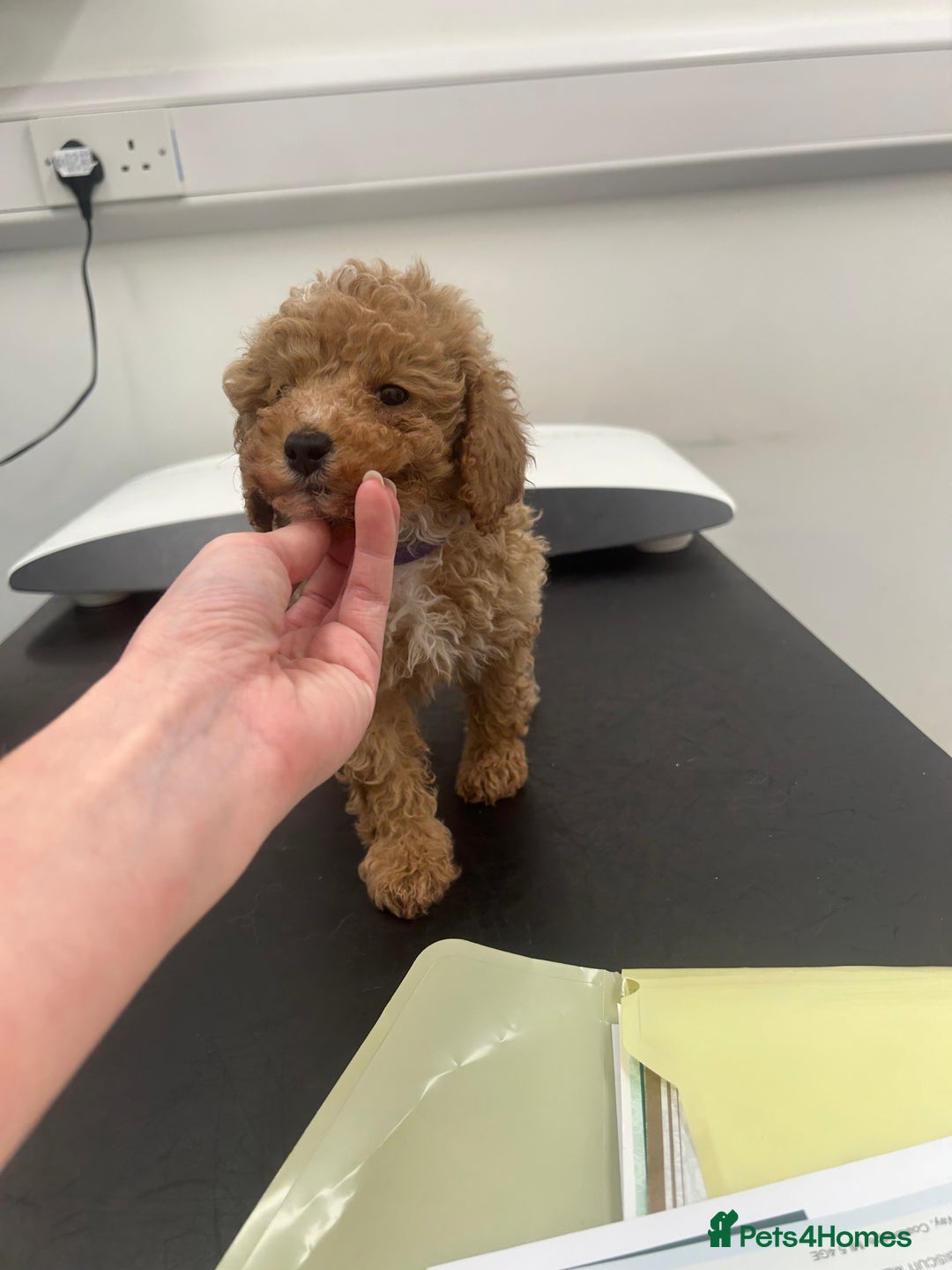 Toy Poodle dogs for sale: Adorable KC Toy Poodle Puppies ❤️🐾  - Image 9