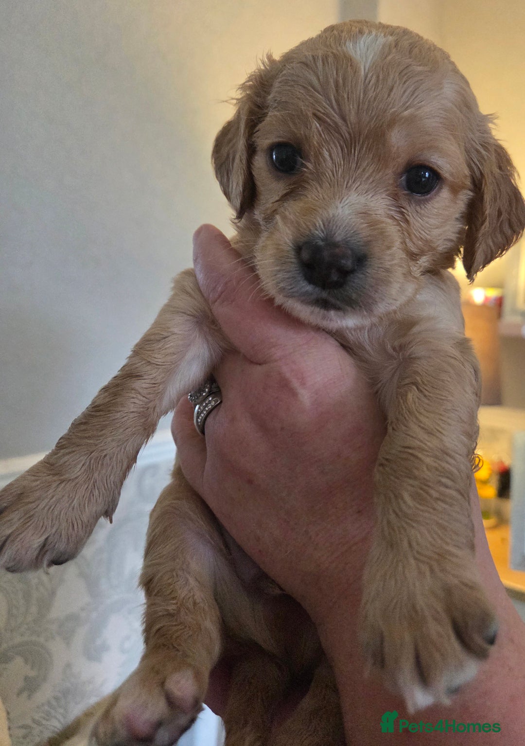 Cockapoo dogs for sale: F2 cockapoo puppies - Image 6