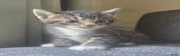 Mixed Breed cats for sale: Super cuddly fluffy little boys 💙🩵 - Advert 10