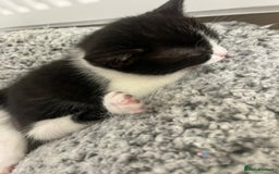 Mixed Breed cats for sale: Two charming female kittens - Image 5
