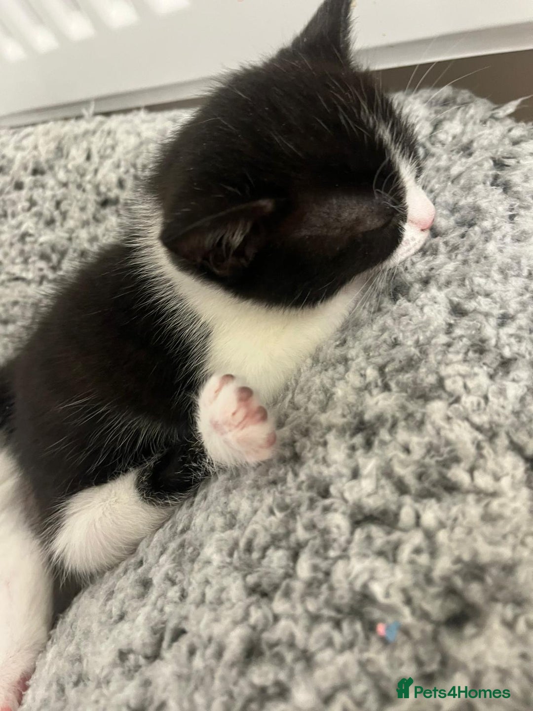 Mixed Breed cats for sale: Two charming female kittens - Image 5