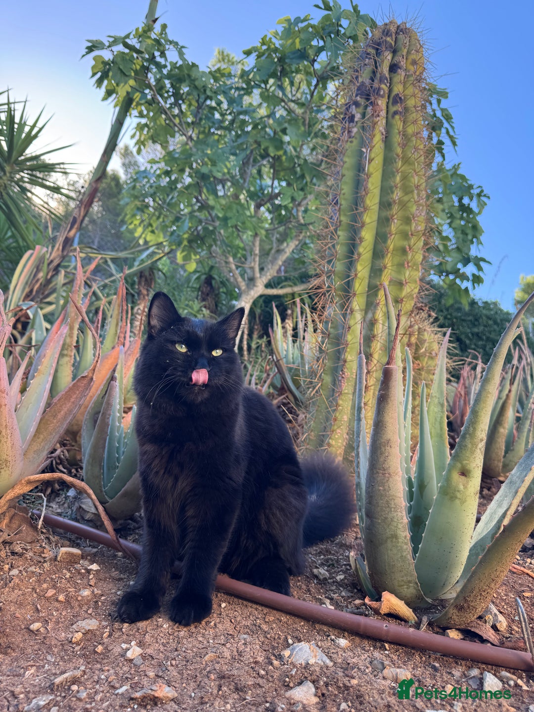 Siberian cats for sale: Affectionate Siberian-Mix Kitten (12 Months) - Advert 10