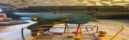 Macaws birds for sale: Blue and gold macaw  in Hertford - Advert 9