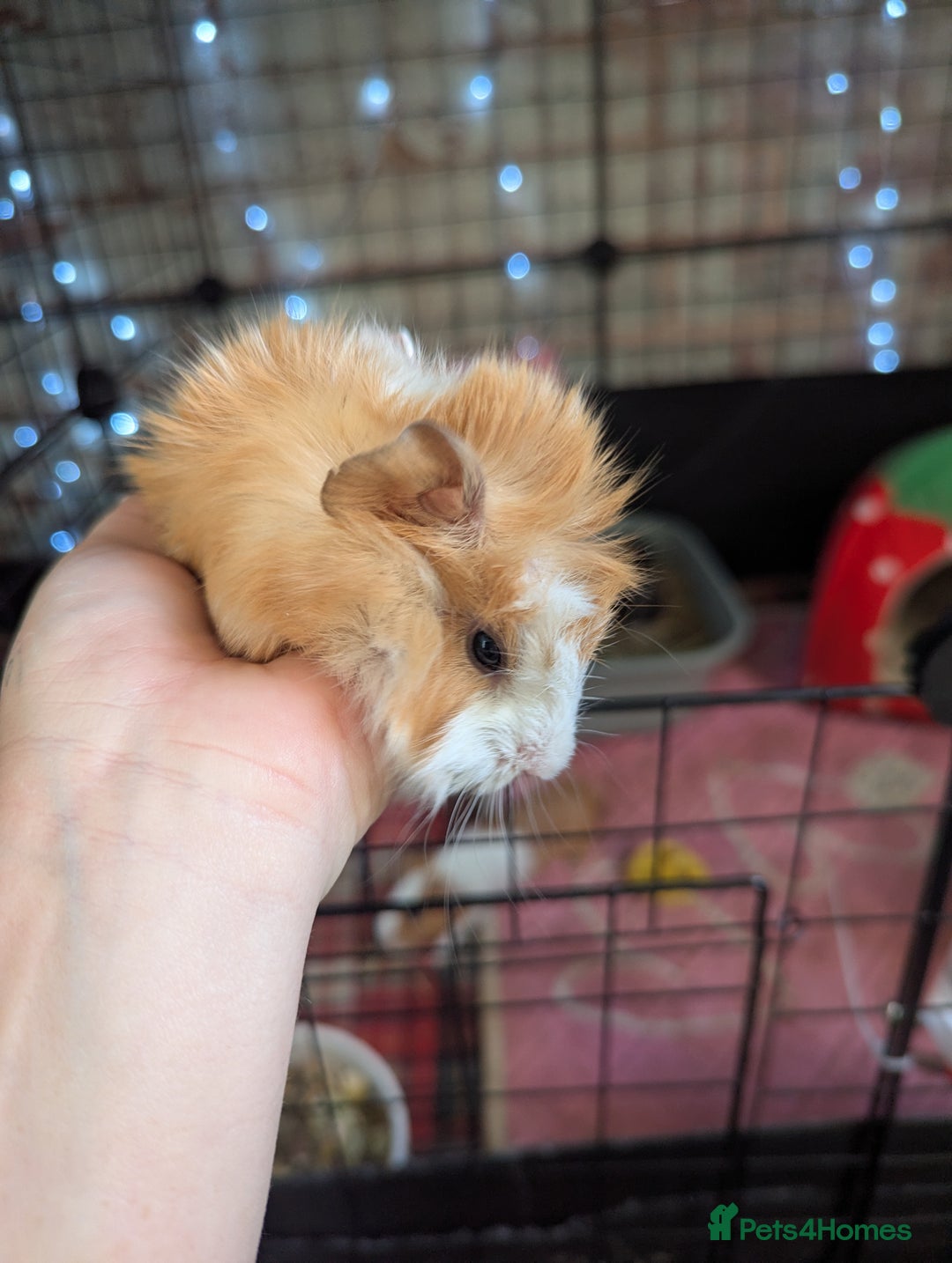 Guinea Pig rodents for sale: Baby guinea pigs  - Advert 9