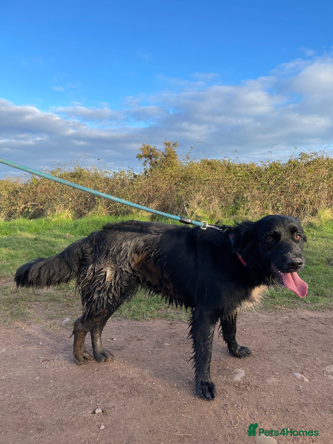 Border Collie dogs for stud: LOOKING FOR STUD  - Advert 6