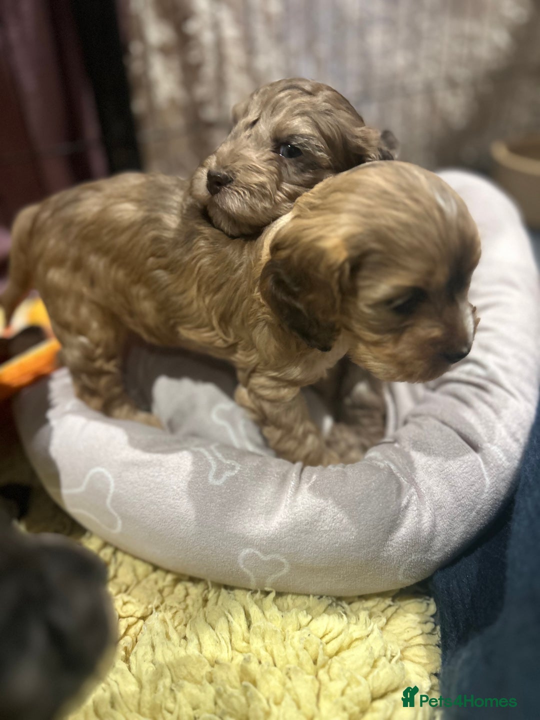 Cockapoo dogs for sale: Cockapoo puppies  - Advert 25