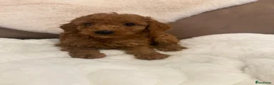 Cockapoo 1