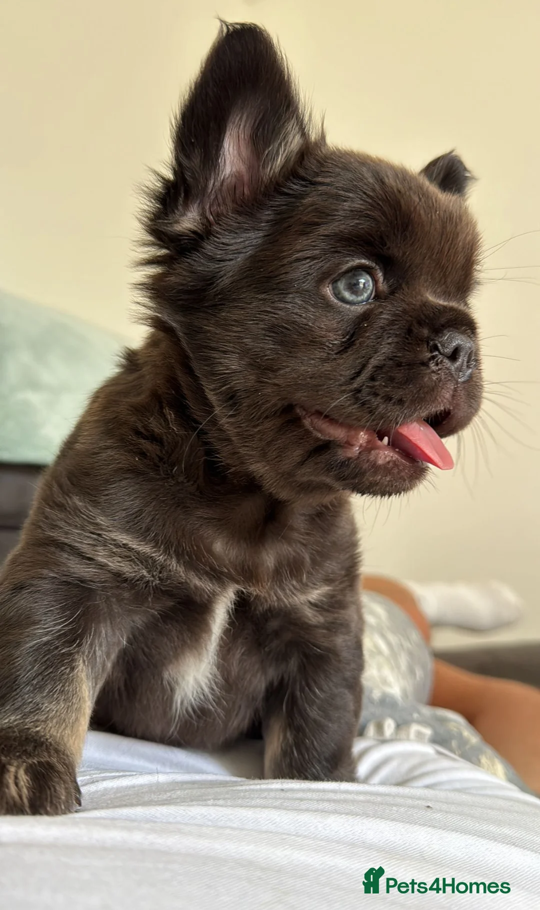 French Bulldog dogs for stud: FULL FLUFFY FRENCHIE KC REGISTERED Small compact  in Haywards Heath - Advert 5