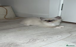 Ragdoll cats for stud: TICA RAGDOLL STUD CAT FOR SALE GRAND EUR CHAMP BL! - Image 15