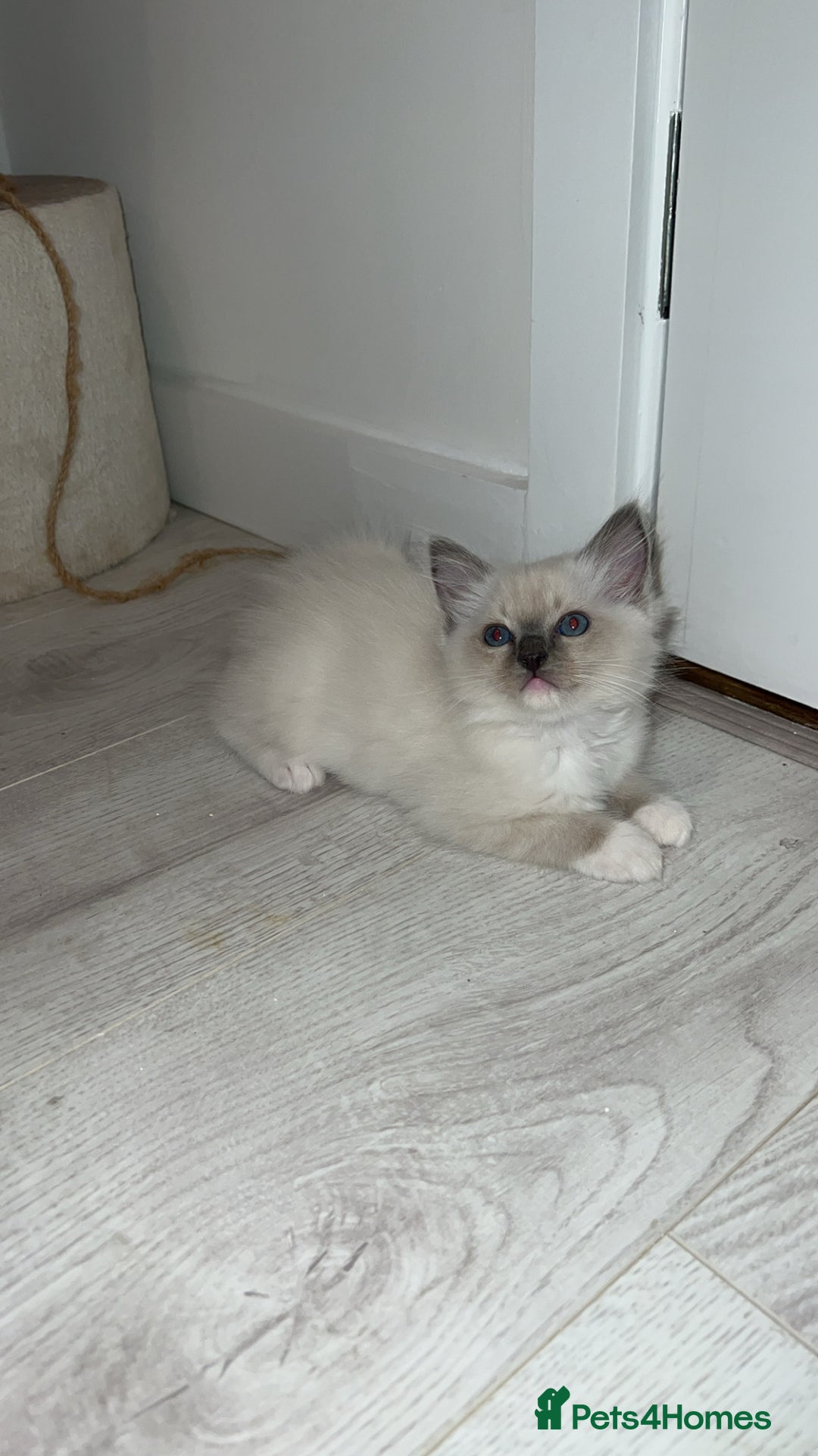 Ragdoll cats for stud: TICA RAGDOLL STUD CAT FOR SALE GRAND EUR CHAMP BL! - Image 15