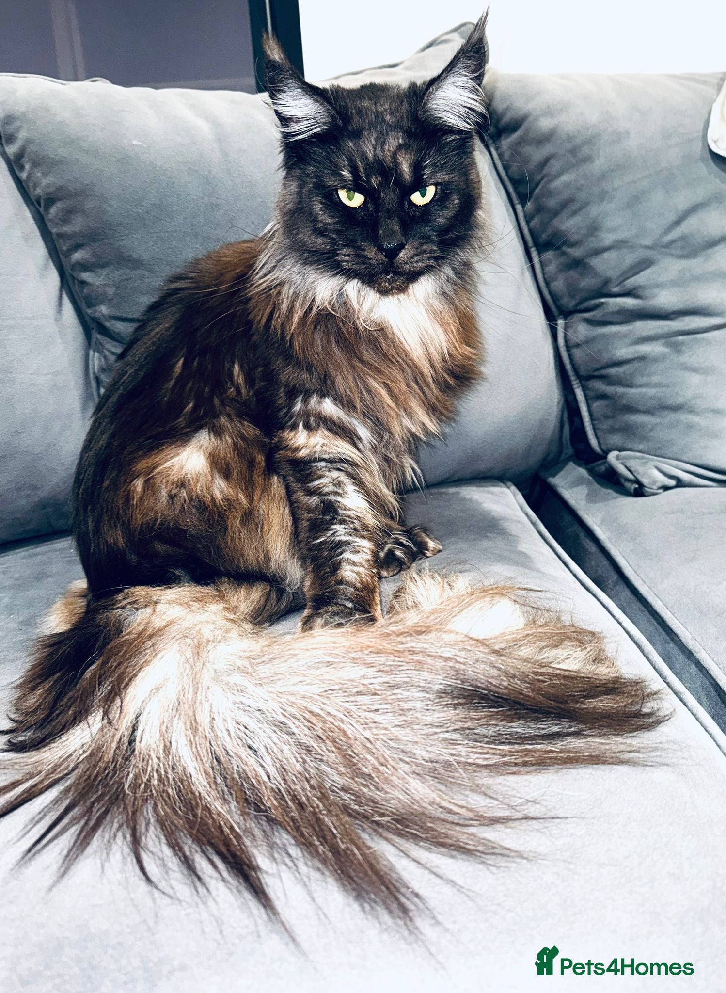 Maine Coon cats Maine Coon girl for sale - Advert 1