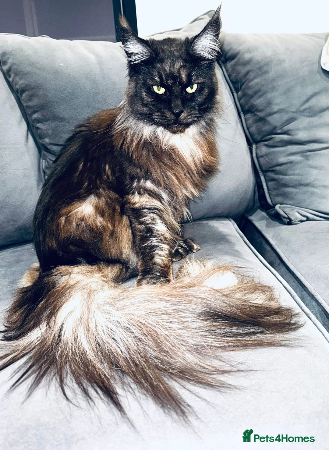 Maine Coon cats for sale: Maine Coon girl for sale - Advert 1