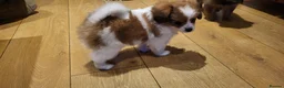 Mixed Breed dogs for sale: Unique Hybrid Cavapoms in Blackburn - Advert 16