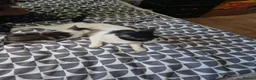 Mixed Breed cats for sale: Kitten for sale  - Advert 25
