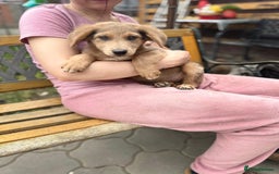 Mixed Breed dogs for adoption: THEO - a Superb Puppy Boy, for a Loving Home - Image 10