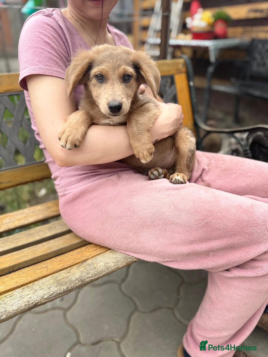Mixed Breed dogs for adoption: THEO - a Superb Puppy Boy, for a Loving Home - Image 10