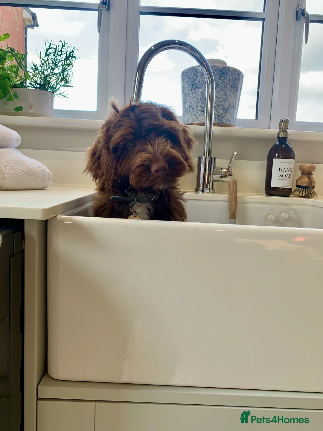 Cockapoo dogs for sale: Cockapoos Due 11th February- Waiting List Open - Advert 18