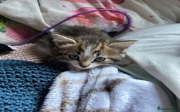 Bombay cats for sale: beautiful kittens for sale  - Image 3