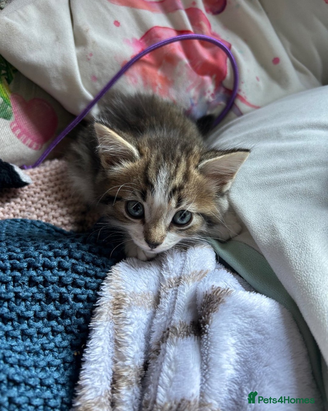 Bombay cats for sale: beautiful kittens for sale  - Image 3