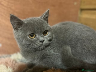 British Shorthair cats - Advert 32