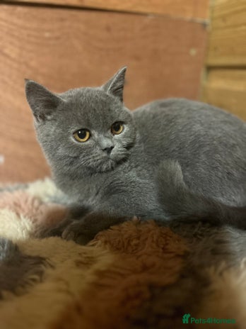 British Shorthair cats - Advert 11