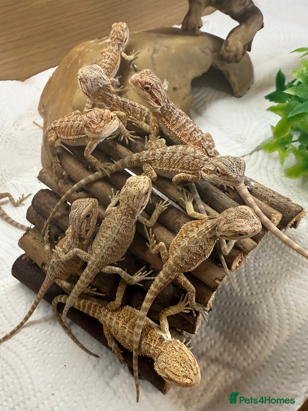 Bearded Dragon reptiles for sale: 🔥🔥🔥 BABY BEARDED DRAGONS 🔥🔥🔥 - Image 11