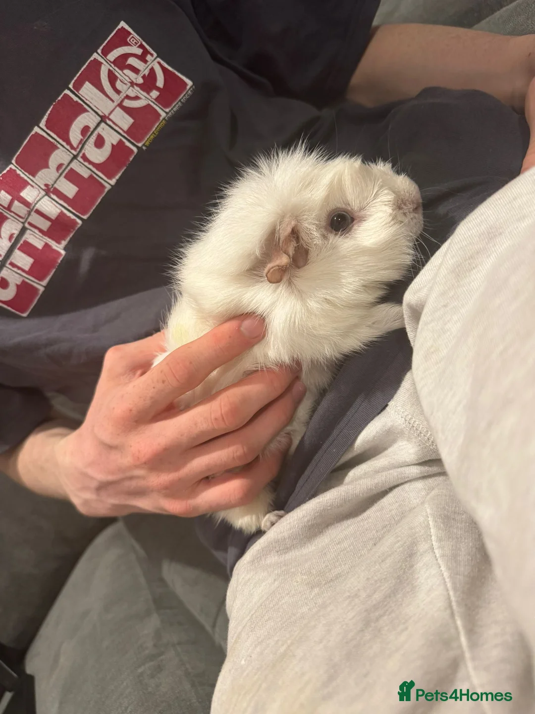Guinea Pig rodents for sale: Family of 3 Male Guinea Pigs - Advert 2