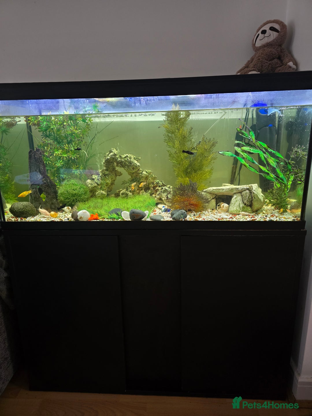 Other/Mixed Breed fish for sale: 190ltr fish tank in Chorley - Image 5