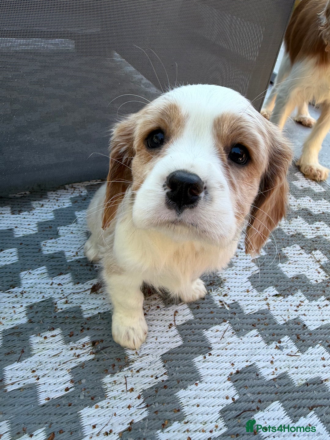 Cavalier King Charles Spaniel dogs for sale: 🐶King Charles Cavalier Puppies✨ STUNNING✨❤️🐶  - Advert 24