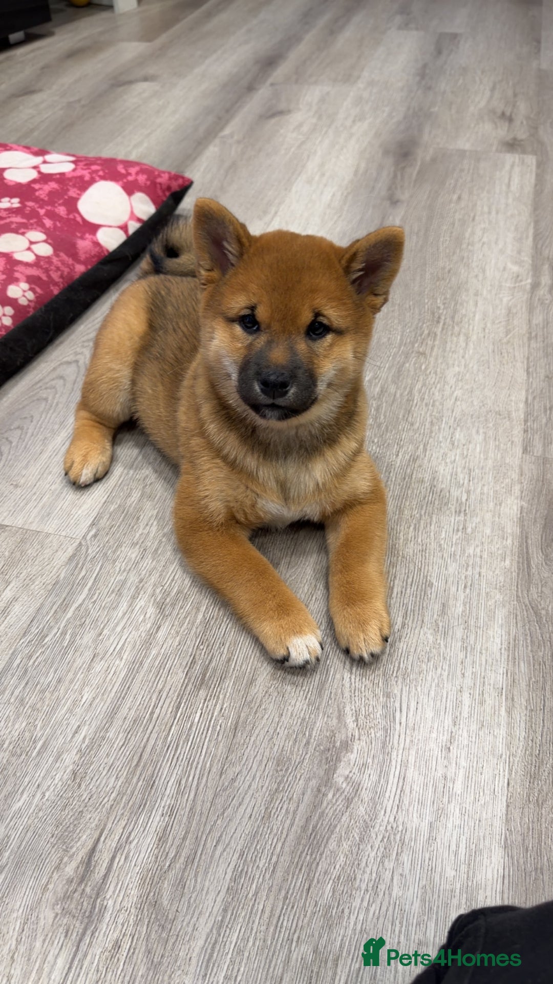 Japanese Shiba Inu dogs for sale: Japanese Shiba Inu  - Advert 10
