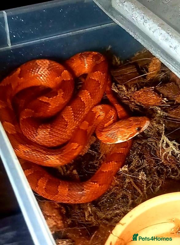 Corn Snake reptiles Corn snakes 2025 / 2026 cornsnake hatchlings  - Advert 4