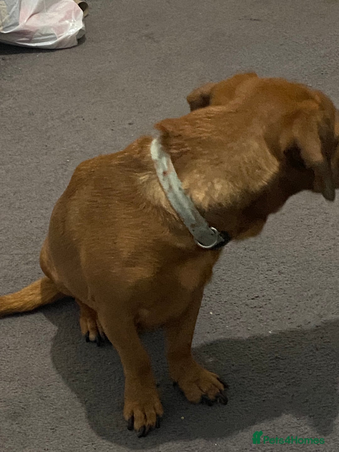 Mixed Breed dogs for sale: Unfortunately selling bugzy - Image 4