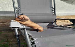 Dachshund dogs for sale: Adorable dachshund puppy - Image 3