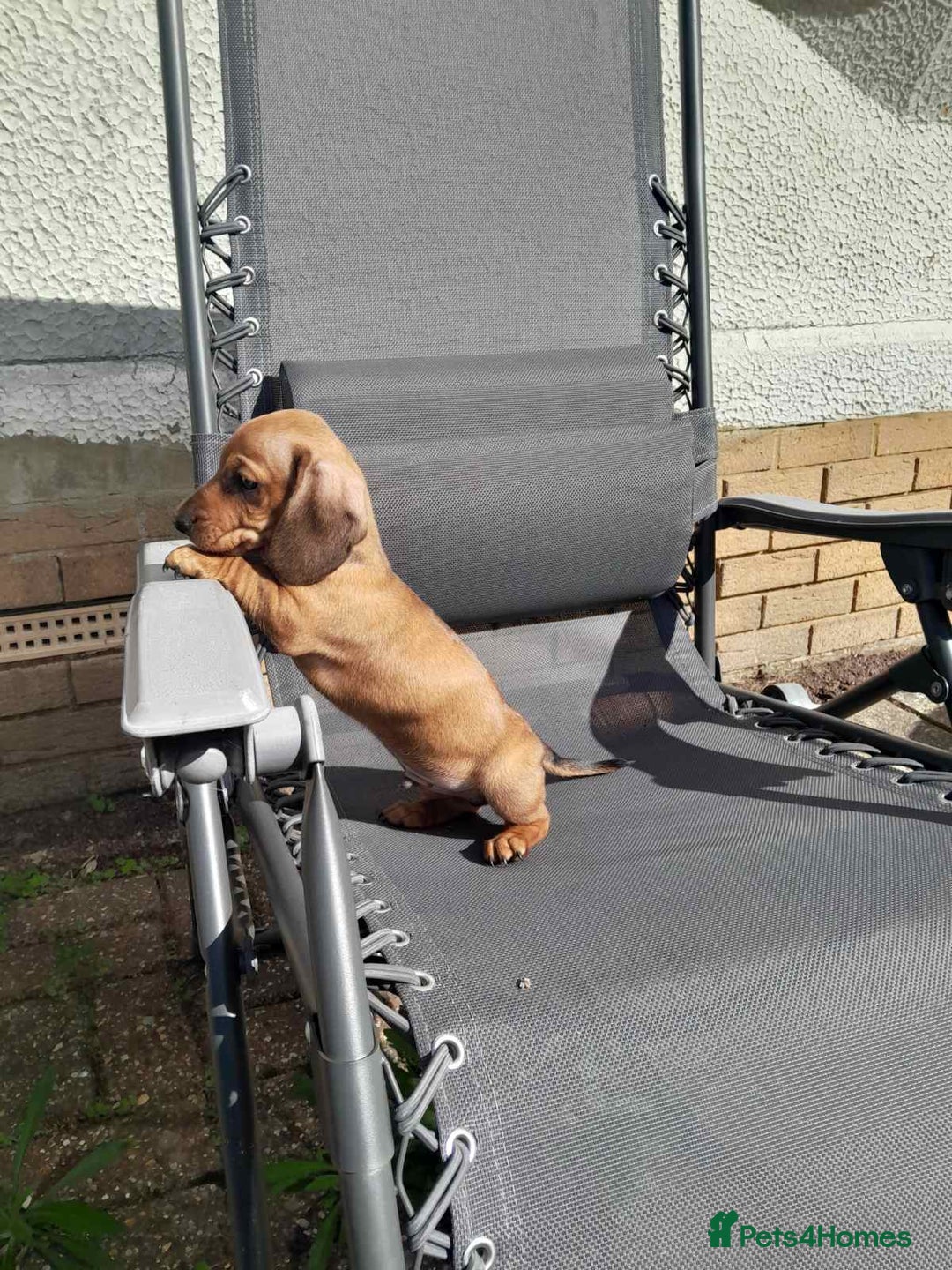 Dachshund dogs for sale: Adorable dachshund puppy - Image 3