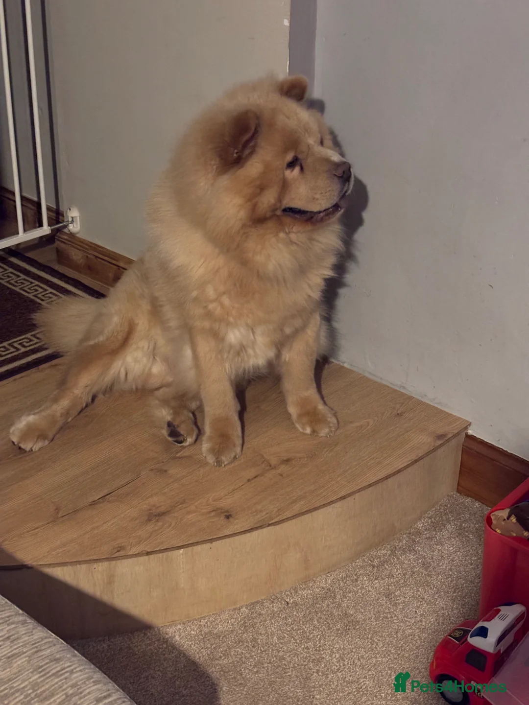 Chow Chow dogs for sale: Male chow chow  - Advert 3