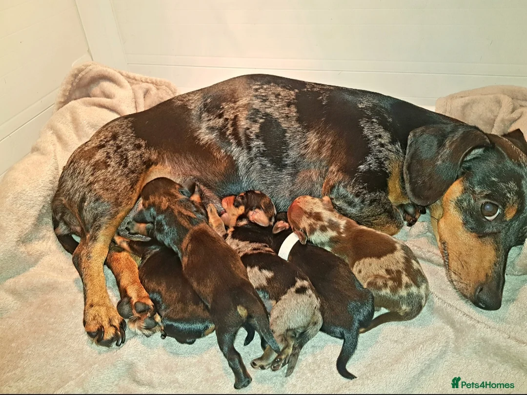 Dachshund dogs for stud: 4kg KC tiny expert Stud Oldham 100% successrecord  in Rochdale - Advert 6