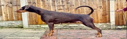Dobermann dogs for sale: KC reg dobermann puppies health tested parents  - Advert 8