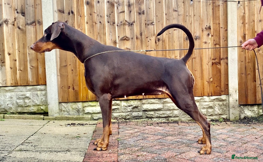 Dobermann dogs for sale: KC reg dobermann puppies health tested parents  - Advert 8